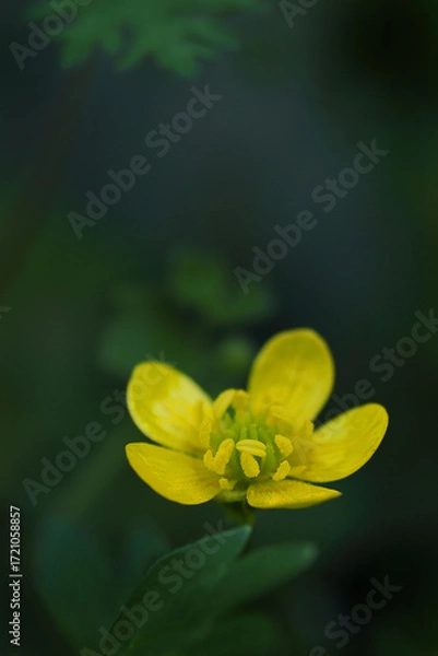 Fototapeta 黄色いキンポウゲ