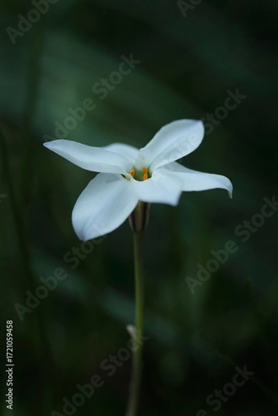 Fototapeta ミステリアスなハナニラ