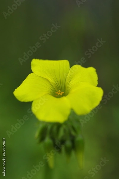 Fototapeta 黄色いオオキバナカタバミの花