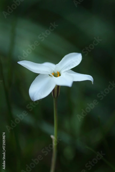 Fototapeta 可憐なハナニラの花