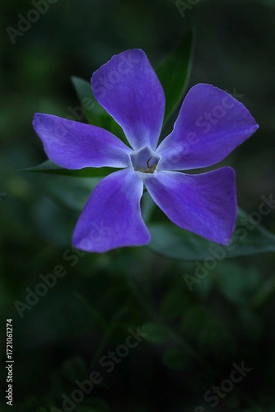 Obraz 美しいツルニチニチソウ