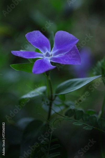 Fototapeta 青いツルニチニチソウ