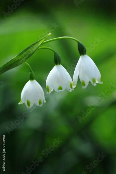 Fototapeta メルヘンチックなスノーフレーク