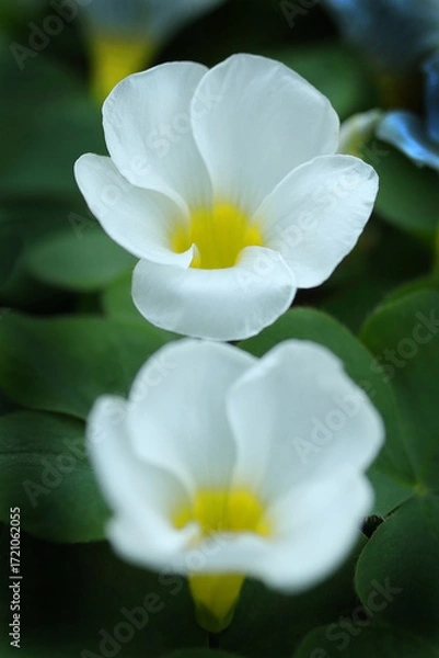 Fototapeta 二輪咲きのフヨウカタバミ