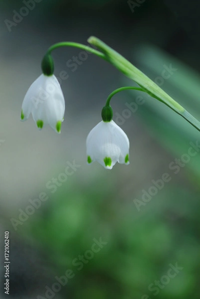 Fototapeta 愛らしいスノーフレーク