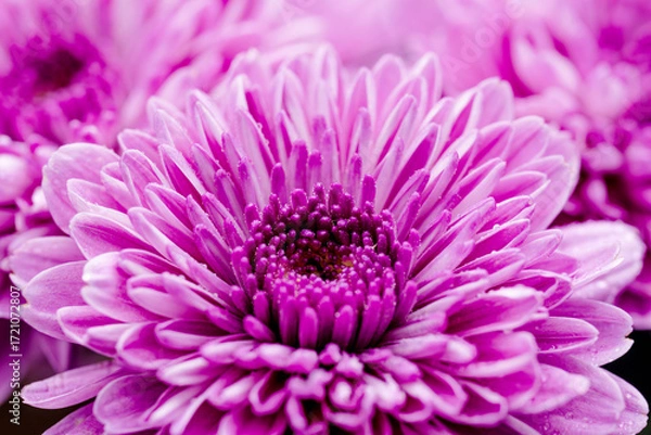 Obraz スプレー菊の紫色の花をベージュ背景でマクロ撮影05