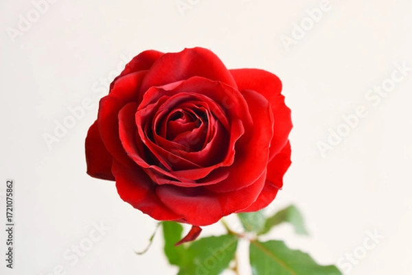 Fototapeta 赤いばら