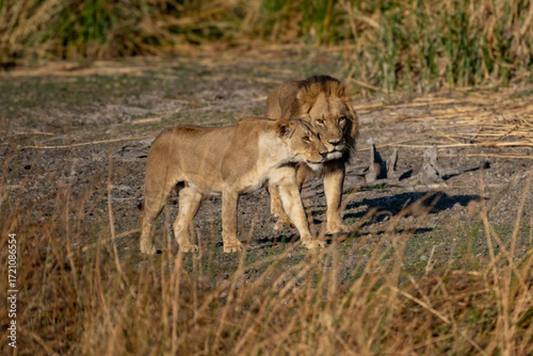 Fototapeta Big lion lying on savannah grass. Landscape with characteristic trees on the plain and hills in the background