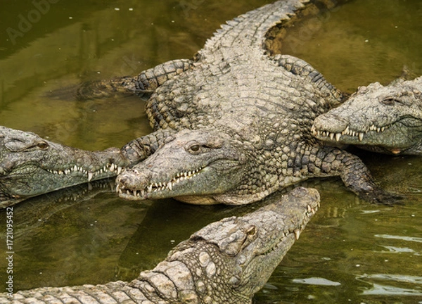 Fototapeta crocodile du Nil