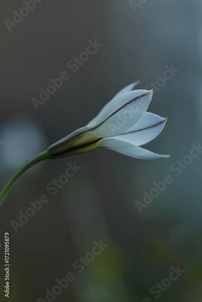 Fototapeta 白いハナニラ