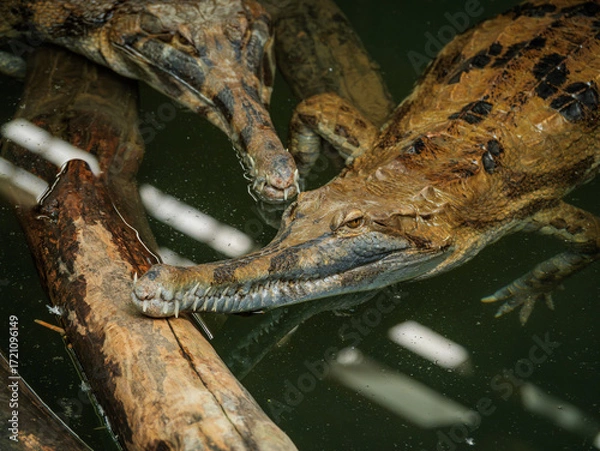 Fototapeta Faux-Gavial