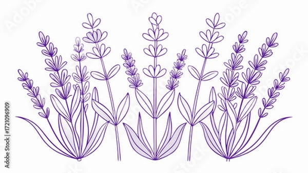 Fototapeta Outlined line art of lavender flowers in a simple minimalist style, soft elegant shapes, delicate botanical beauty, evoking calmness, relaxation, and natural charm for decor, packaging, or tranquil 