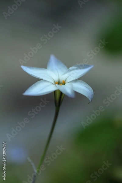 Fototapeta 可憐なハナニラ
