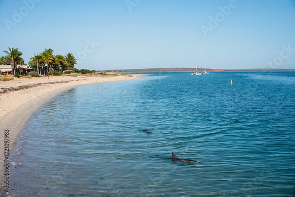 Fototapeta Australian Beach with Palm Trees