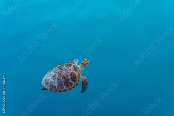 Fototapeta Turtle in the Water with space for Text