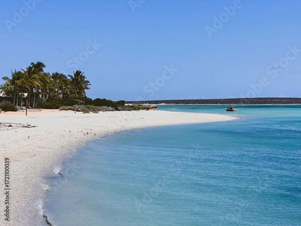Fototapeta Australian Beach with Palm Trees