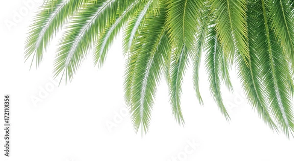 Fototapeta palm tree isolated on white