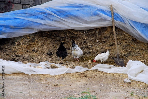 Fototapeta chickens and cockerel