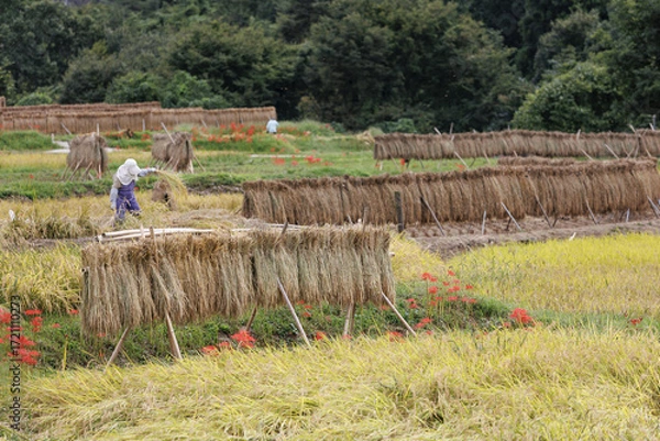 Fototapeta 収穫の時期、稲を干す作業が忙しい