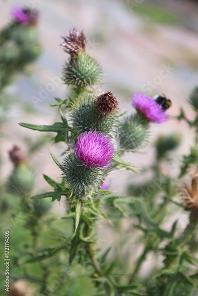 Fototapeta Vertical close-up photo of a bush with purple milk thistle flowers (or thistle) on a blurred background. Selective focus.