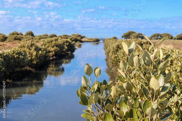Obraz canal through wetlands to the sea