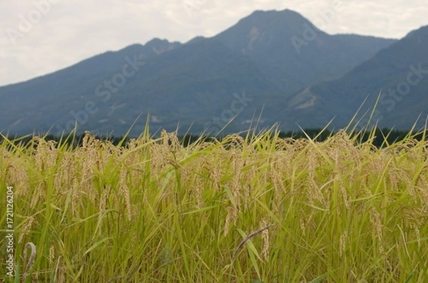 Obraz 収穫の秋　妙高山をバックに実る稲穂