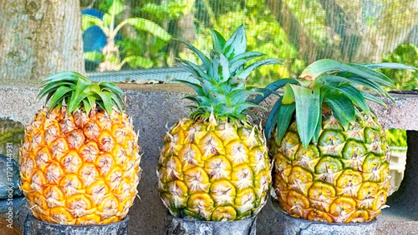Obraz 不揃いなパイナップルが3つ並んだ風景　沖縄県石垣市