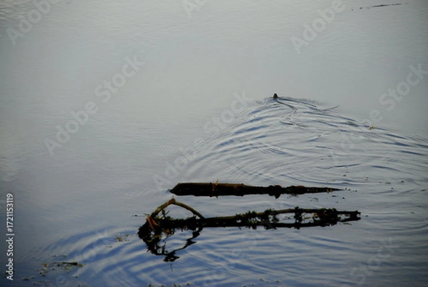Fototapeta snake swiming in the water