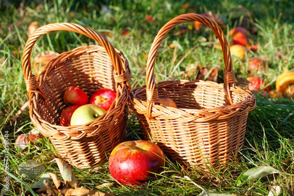 Obraz recolte de pommes