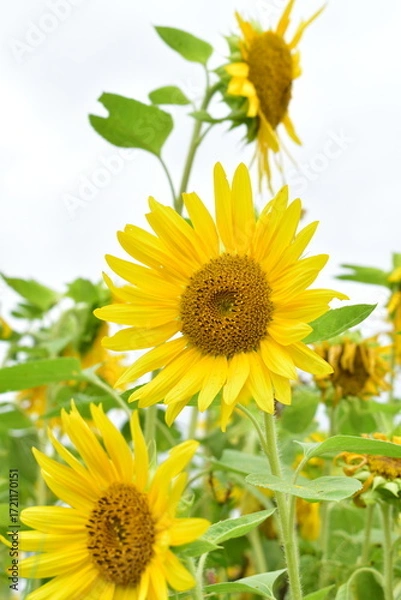 Obraz ヒマワリの花