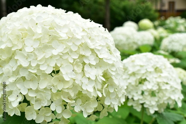 Obraz アナベルの花