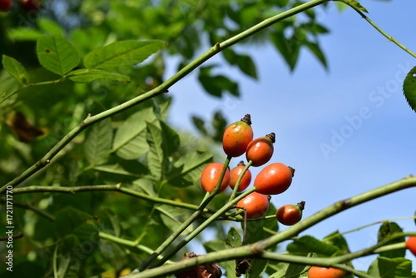 Obraz ローズヒップの実