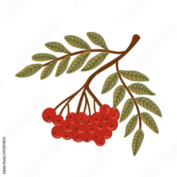 Fototapeta red ripe berry forest Rowan Tree Branch. Autumn Plant Fall isolated for print label invitation card