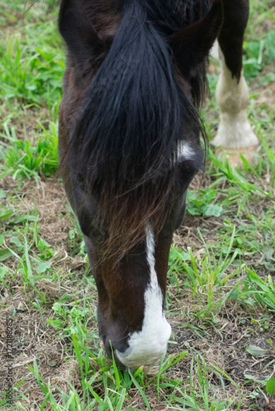 Fototapeta Horse on a Farm