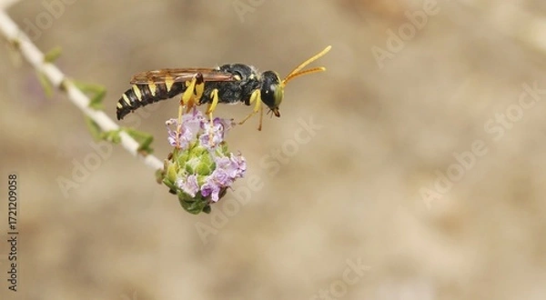 Obraz bee on a flower