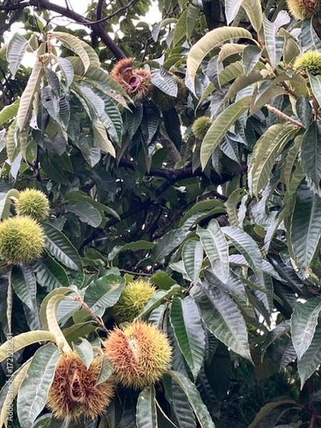 Fototapeta 熟れた秋の味覚、栗の実の写真。