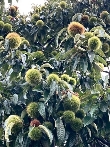 Fototapeta たくさん実った栗の実。秋の味覚。