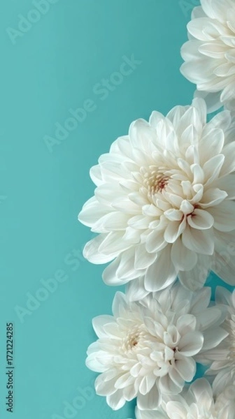 Fototapeta White dahlia flowers arranged elegantly on a turquoise background, creating a vibrant and fresh visual appeal, perfect for decorative or artistic purposes with copy space