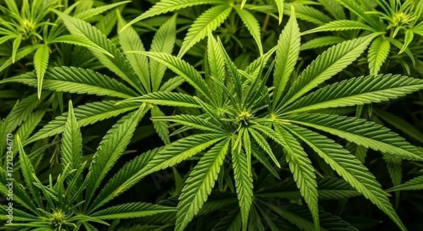 Fototapeta Close-up view of vibrant green cannabis foliage, showcasing intricate leaf patterns and a healthy growth.