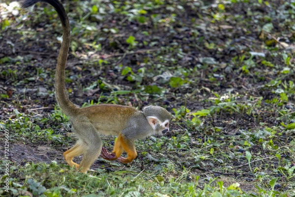 Fototapeta A squirrel monkey (Saimiri sciureus) runs on grassy ground