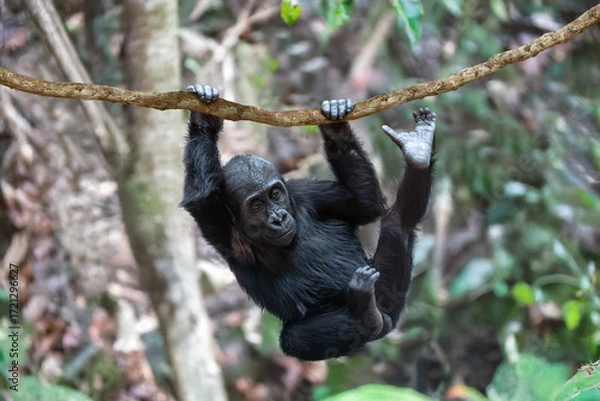 Fototapeta A baby gorilla is climbing a tree branch
