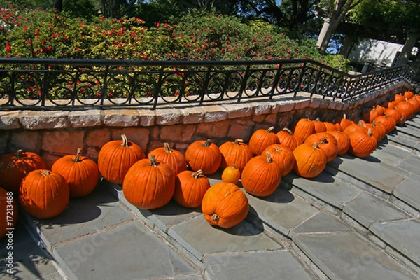 Fototapeta Pumpkin patch