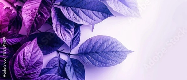 Obraz Copy space white background and purple leaf arrangement.