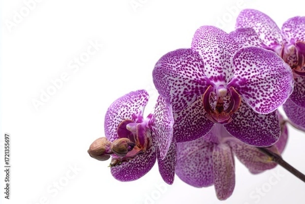 Fototapeta Vanda orchid flower with purple and white speckled petals isolated on pure white background, copy space for text, tropical plant botanical illustration.