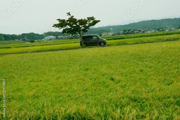 Fototapeta 兵庫県・近郊農園の水田風景加東市