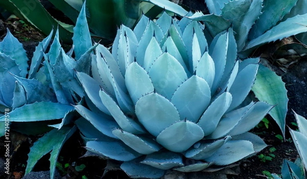 Obraz シャボテン動物公園にあるアガベ ネオメキシカーナという多肉植物