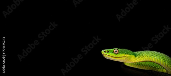 Fototapeta Green snake on a black background. The snake's head is covered with scales. Dragon