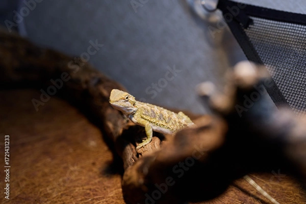 Fototapeta A Bearded Dragon resting comfortably on a branch in its natural and beautiful habitat