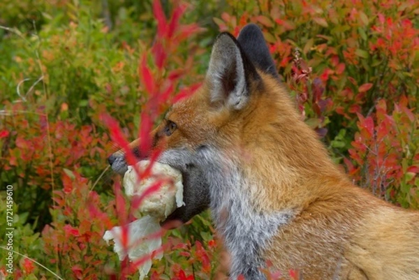 Fototapeta red fox cub