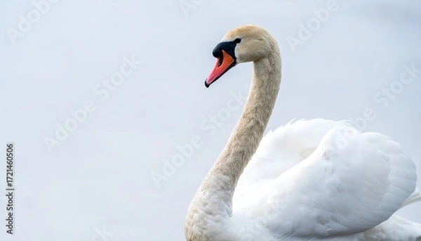 Obraz Close-up profile of a graceful swan